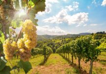 Lesser-Known Wine Regions in the United States