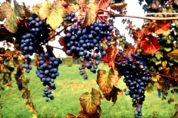 Lambrusco, “the humble Champagne of Emilia Romagna”